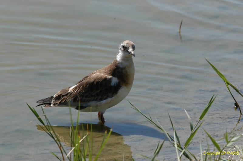 Chroicocephalus ridibundus